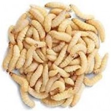  Live Food Wax Worms  (50 Pack) image thumbnail.